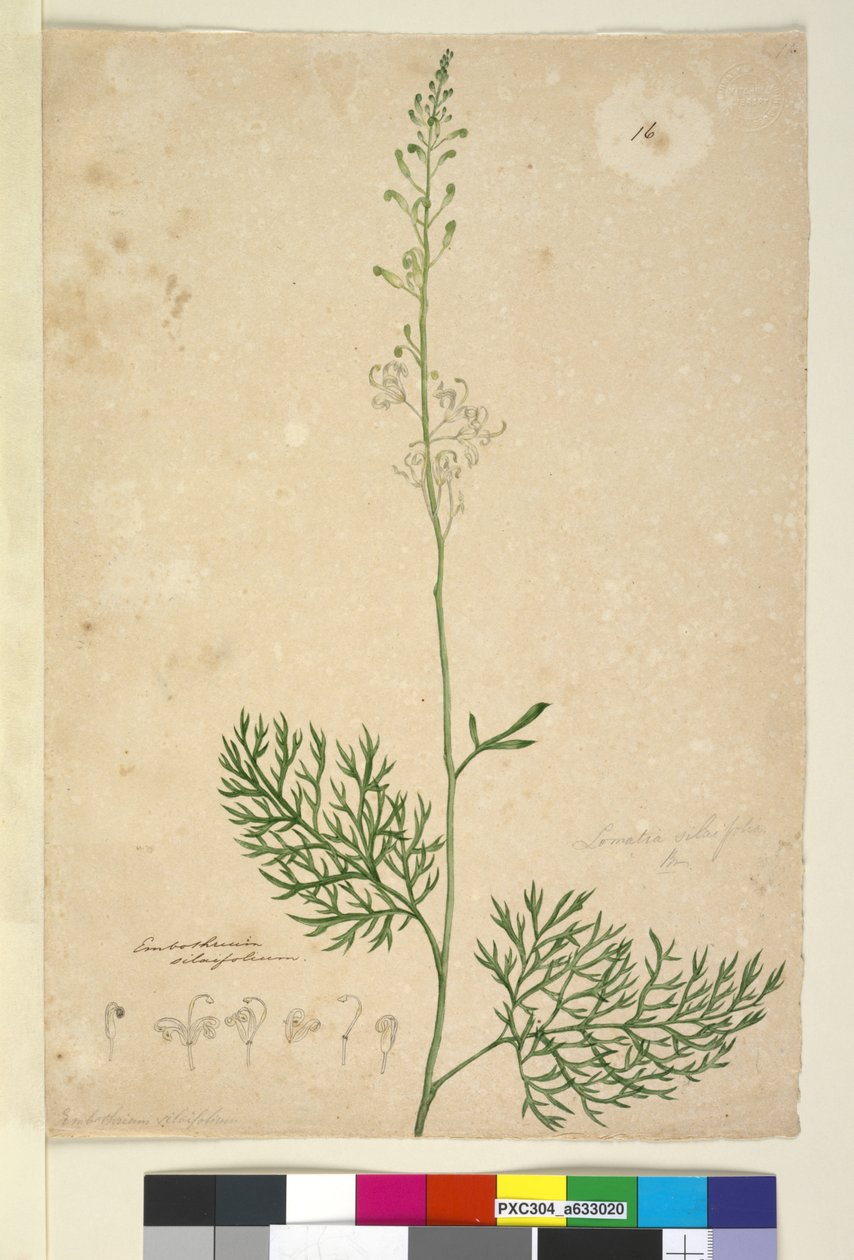 Sivu 16. Lomatia silaifolia, n.1803-06 (wc, kynä, muste ja kynä) tekijältä John William Lewin