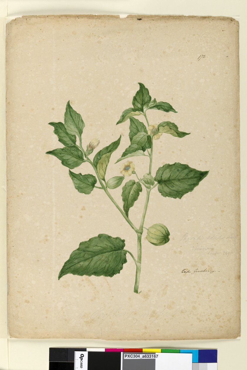 Sivu 172. Physalis edulis, n. 1803-06 (wc, kynä, muste ja kynä) tekijältä John William Lewin