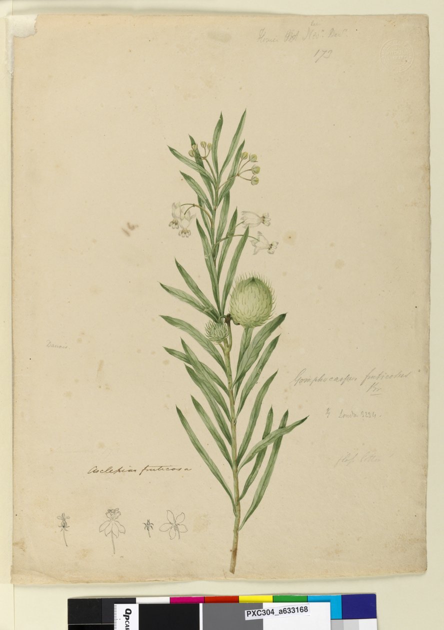 Sivu 173. Asclepias fruticosa, n. 1803-06 (wc, kynä, muste ja kynä) tekijältä John William Lewin