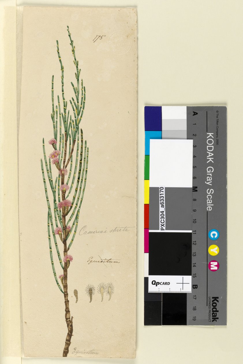 Sivu 175. Casuarina stricta Allocasuarina verticillata, n. 1803-06 (wc, kynä, muste ja kynä) tekijältä John William Lewin