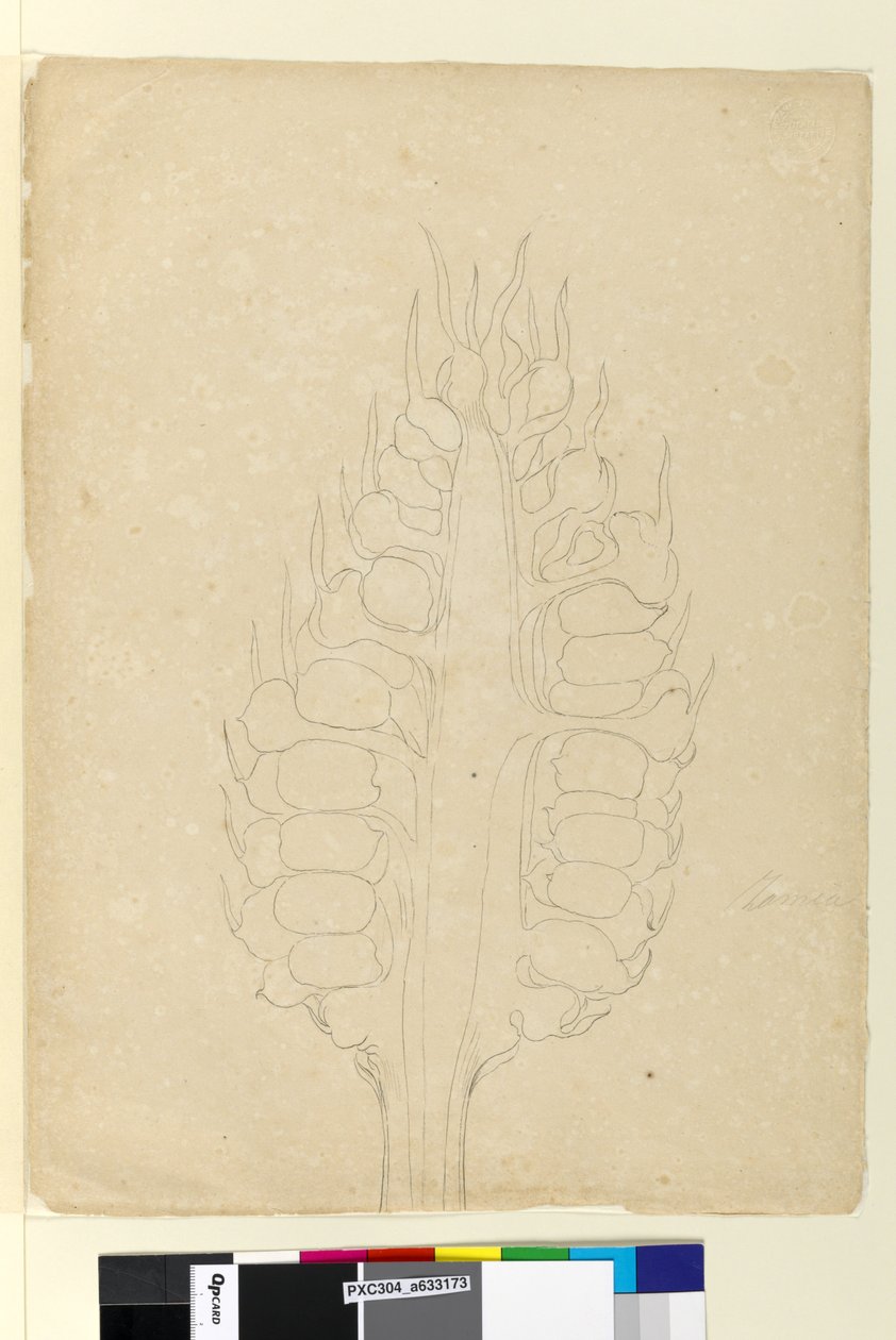 Sivu 178a. Zamia, n. 1803-06 (wc, kynä, muste ja kynä) tekijältä John William Lewin