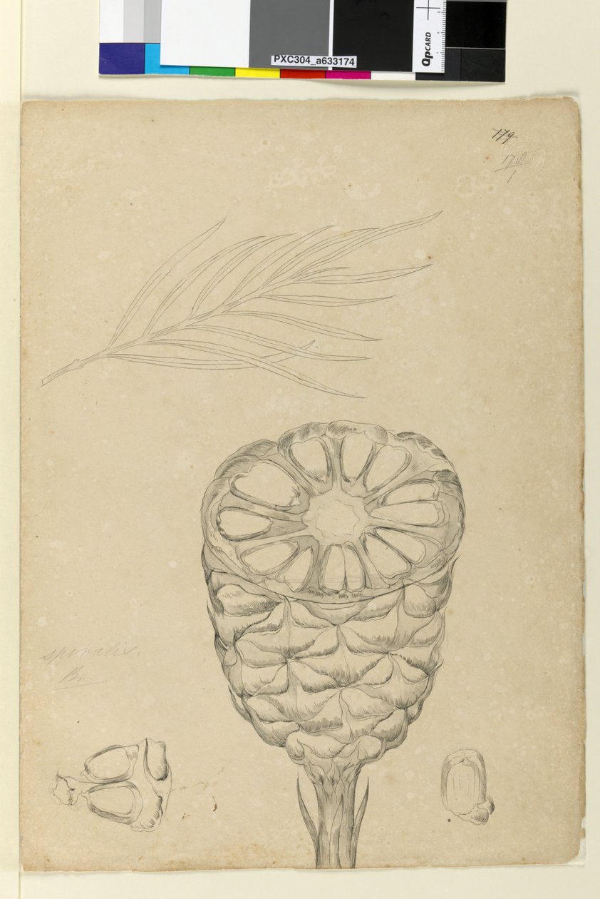 Sivu 178b. Spiralis, n. 1803-06 (wc, kynä, muste ja kynä) tekijältä John William Lewin