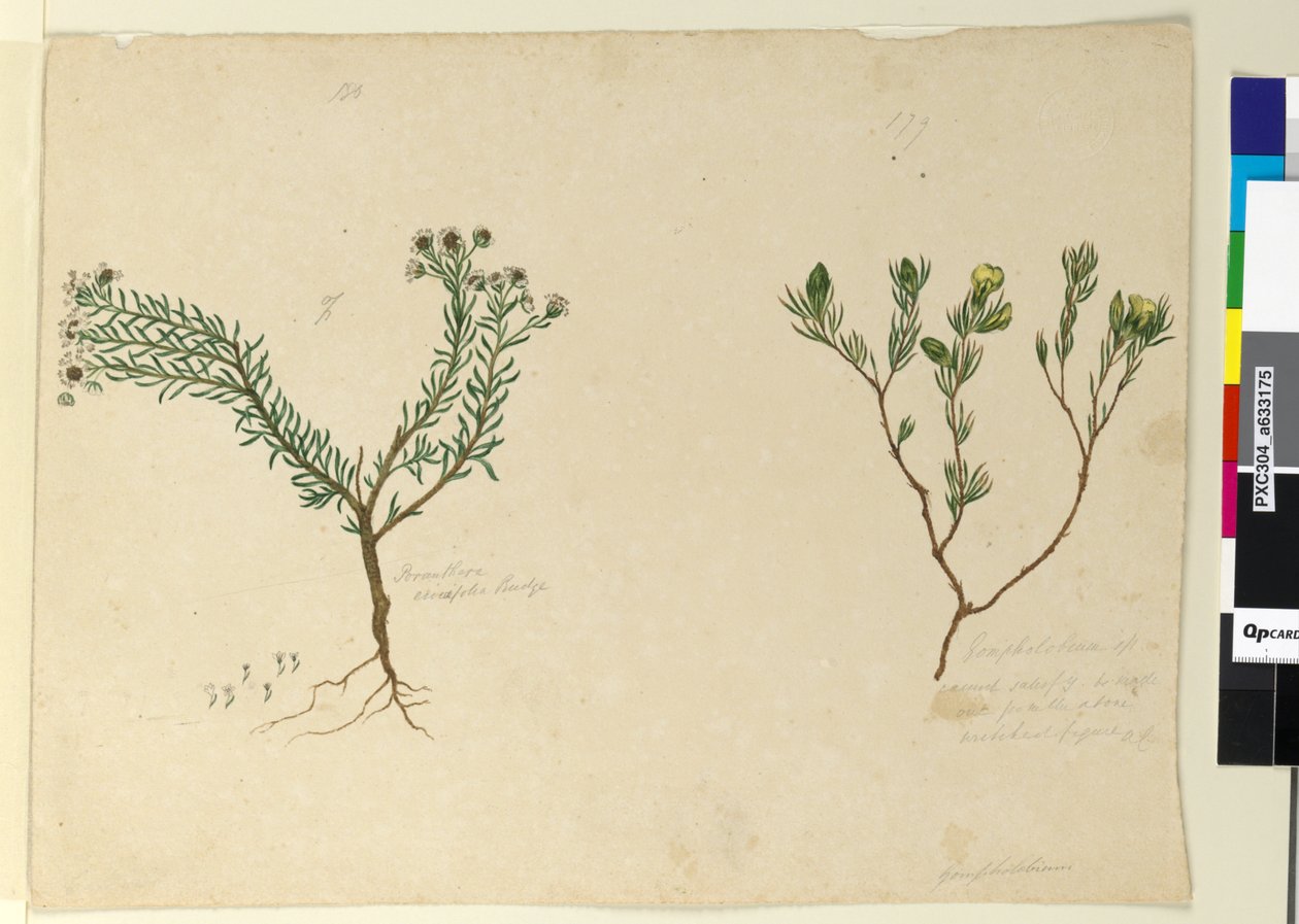 Sivu 179. Gompholobium; 180. Poranthera ericafolia, n. 1803-06 (wc, kynä, muste ja kynä) tekijältä John William Lewin