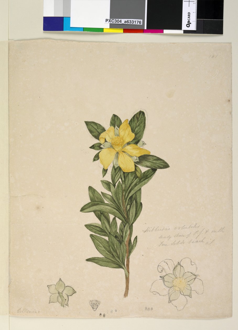 Sivu 181. Hibbertia volubilis Hibbertia scandens, n.1803-06 (wc, kynä, muste ja kynä) tekijältä John William Lewin