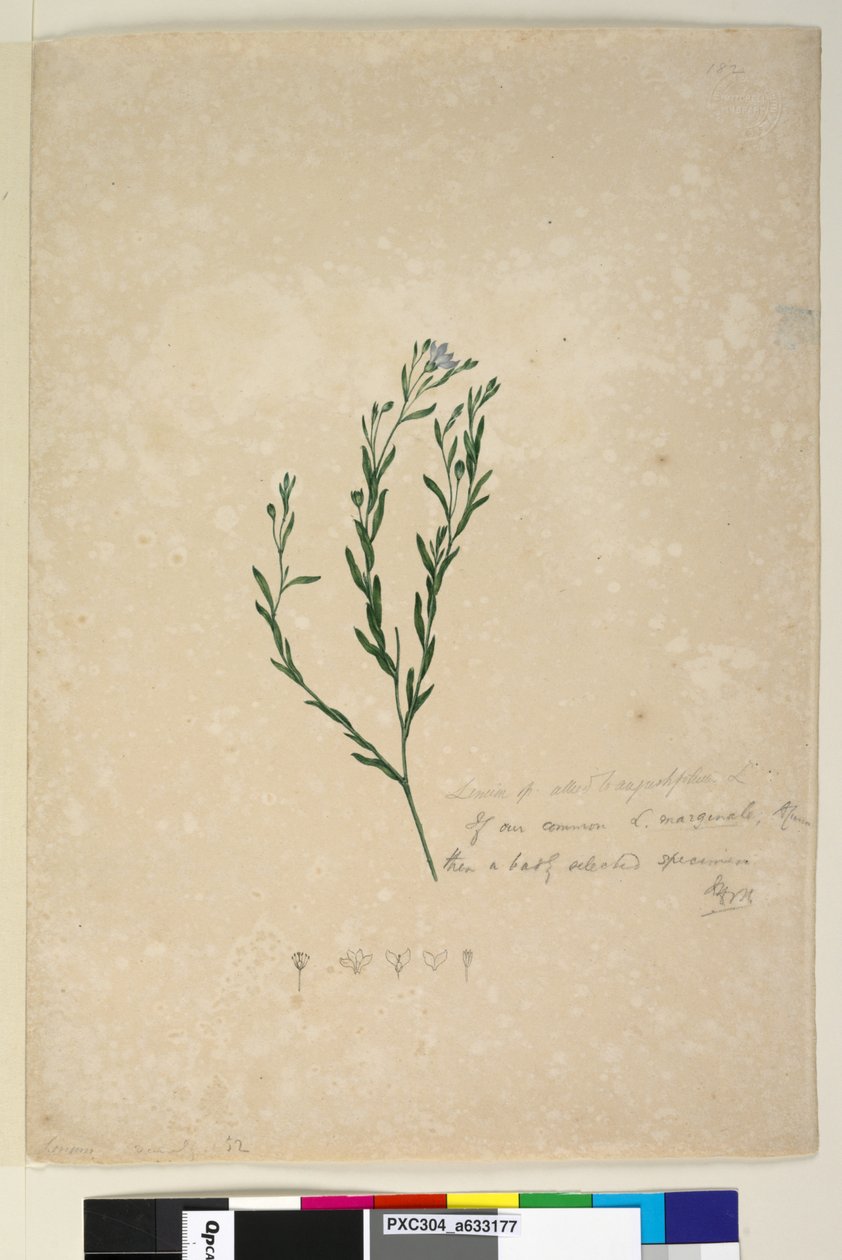 Sivu 182. Linum sp liittoutunut augustifoliumiin, n. 1803-1806 (wc, kynä, muste ja kynä) tekijältä John William Lewin