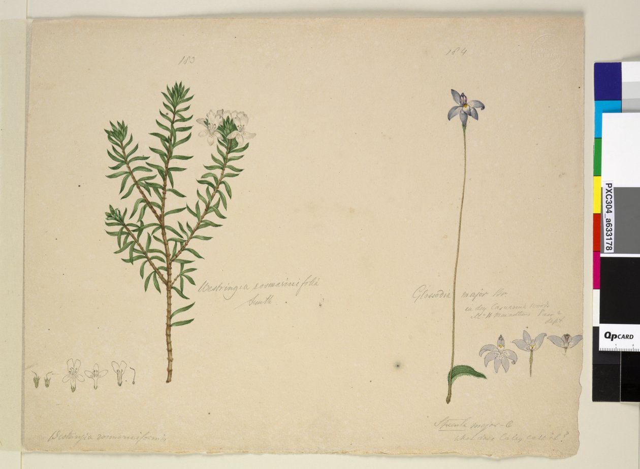 Sivu 183. Westringia rosmarinifolia Westringia fruiticosa; 184. Glossodia major, n. 1803-06 (wc, kynä, muste ja kynä) tekijältä John William Lewin
