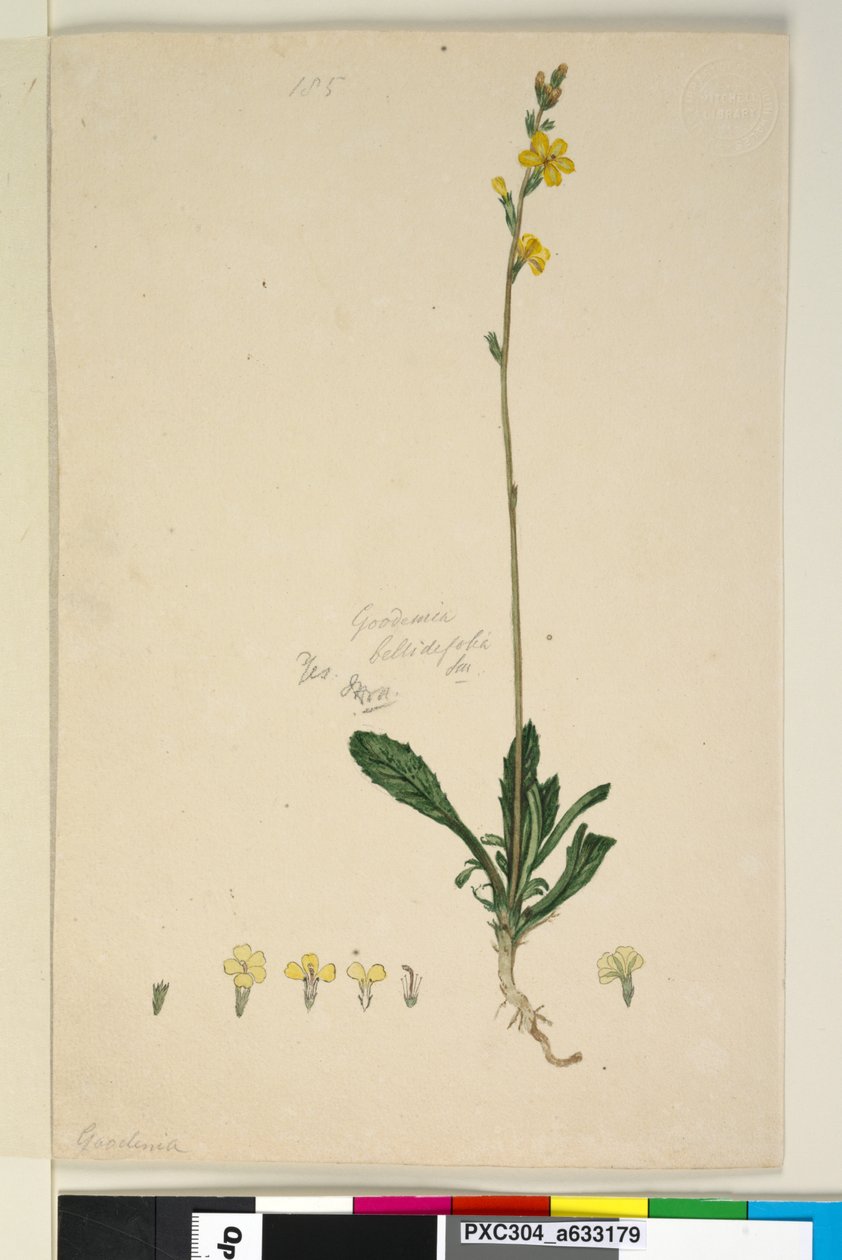 Sivu 185. Goodenia bellidifolia, n. 1803-06 (wc, kynä, muste ja kynä) tekijältä John William Lewin