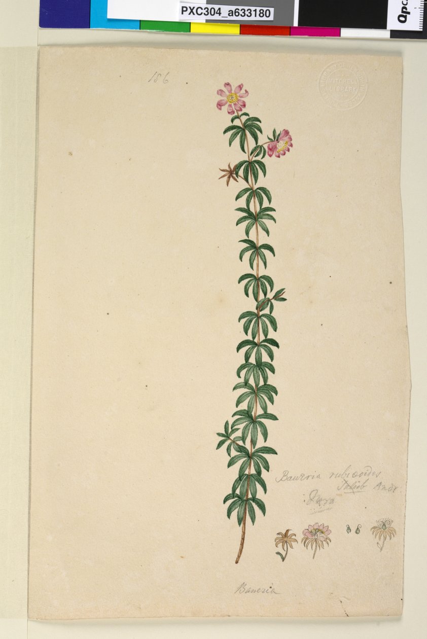 Sivu 186. Bauera rubioides, n. 1803-06 (wc, kynä, muste ja kynä) tekijältä John William Lewin