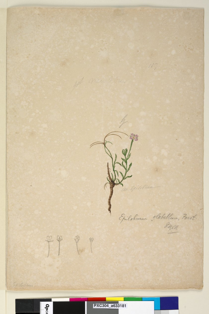 Sivu 187. Epilobium glabellum, n. 1803-06 (wc, kynä, muste ja kynä) tekijältä John William Lewin