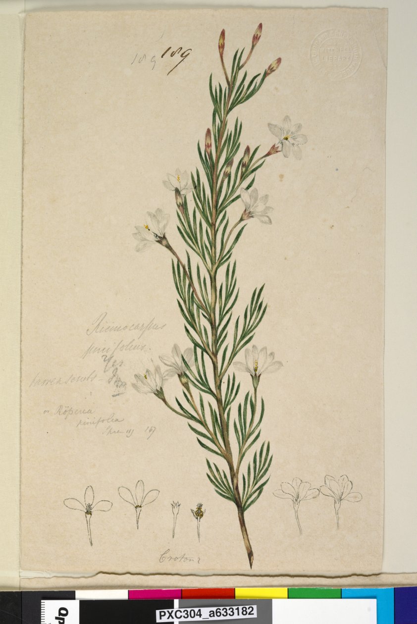Sivu 189. Ricinocarpus pinifolius, n. 1803-06 (wc, kynä, muste ja kynä) tekijältä John William Lewin