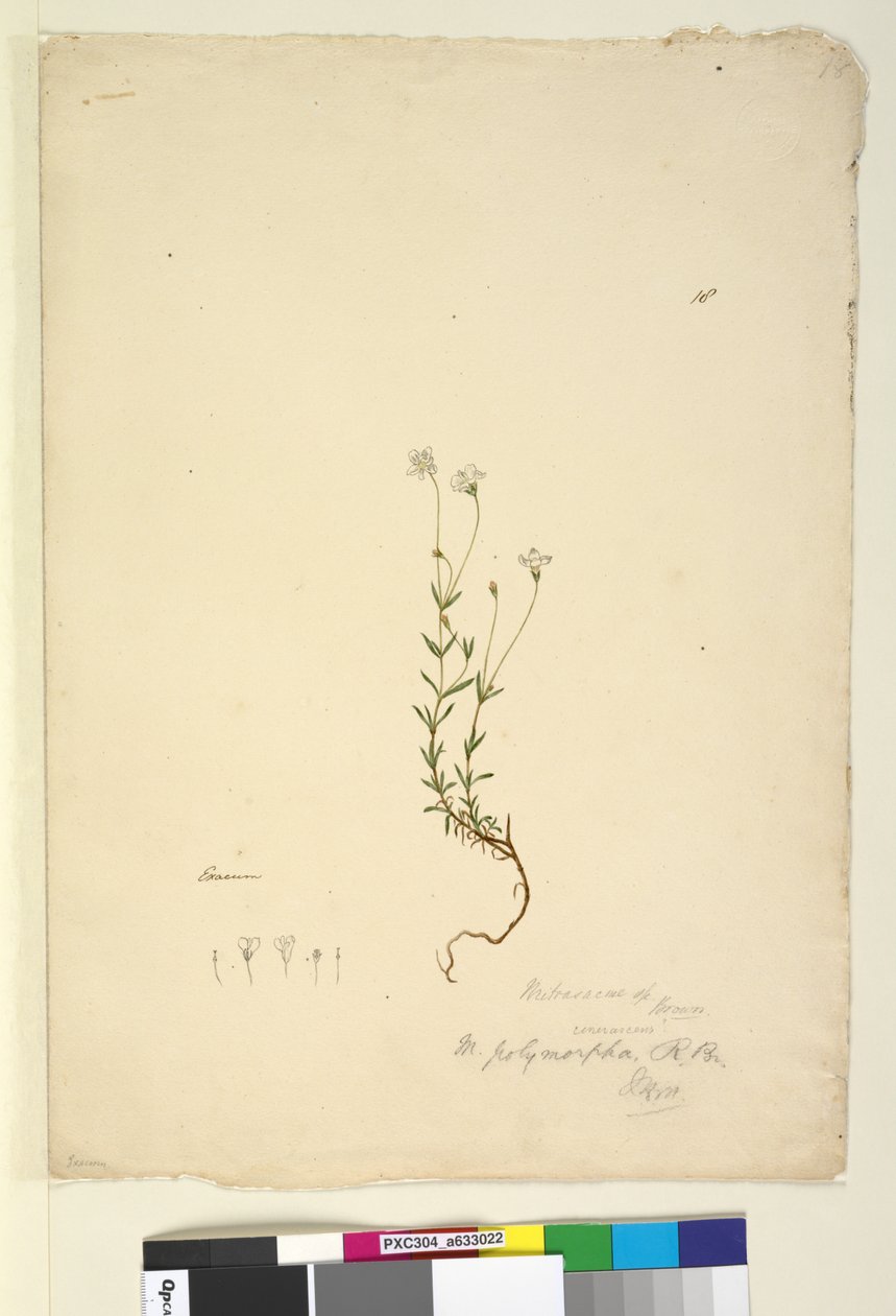 Sivu 18. Mitrasacme polymorpha, c.1803-06 (wc, kynä, muste ja kynä) tekijältä John William Lewin