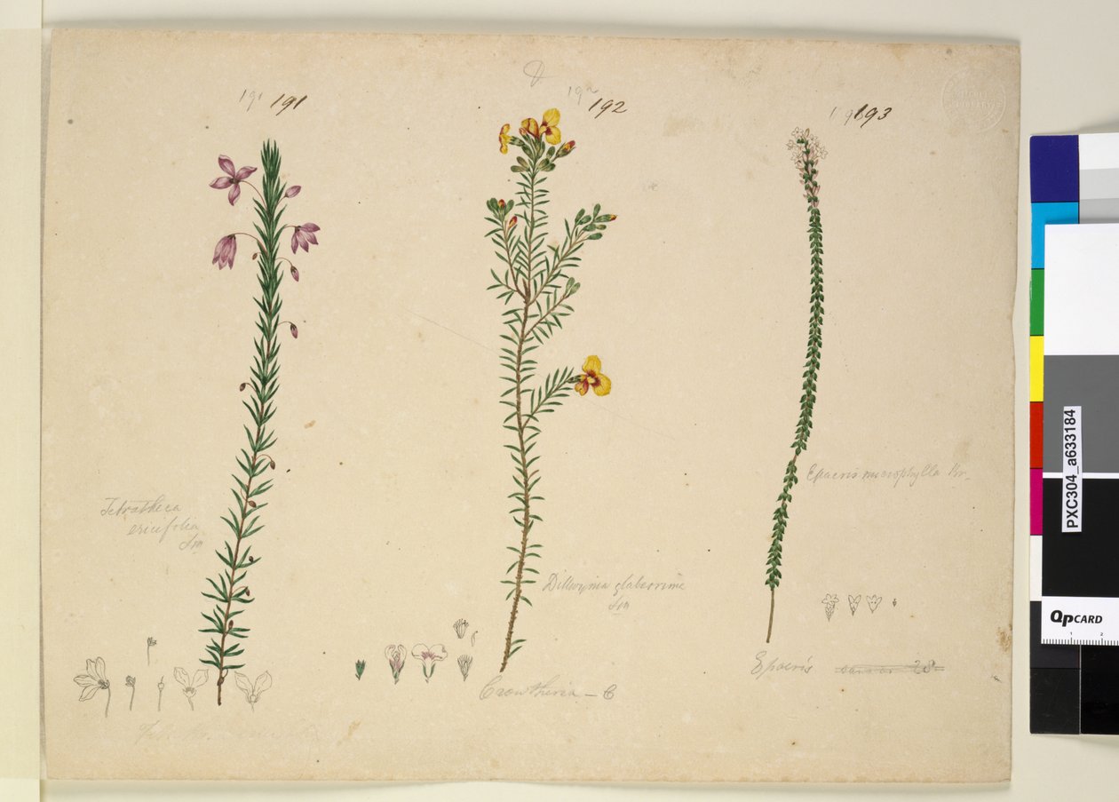 Sivu 191. Tetratheca ericifolia; 192. Dillwynia glaberrima; 193. Epacris microphylla, n. 1803-06 (wc, kynä, muste ja kynä) tekijältä John William Lewin