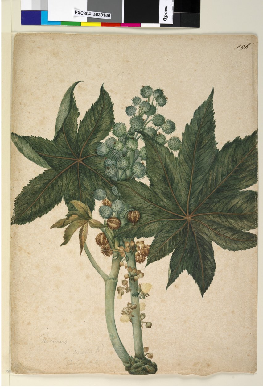 Sivu 196. Ricinus Ricinus communis, n. 1803-06 (wc, kynä, muste ja kynä) tekijältä John William Lewin