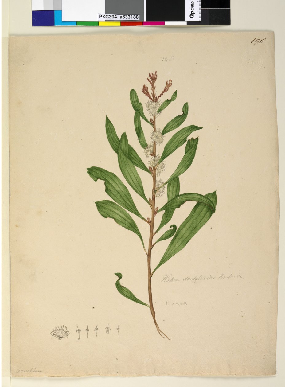 Sivu 198. Hakea dactyloides, noin 1803-06 (wc, kynä, muste ja lyijykynä). tekijältä John William Lewin