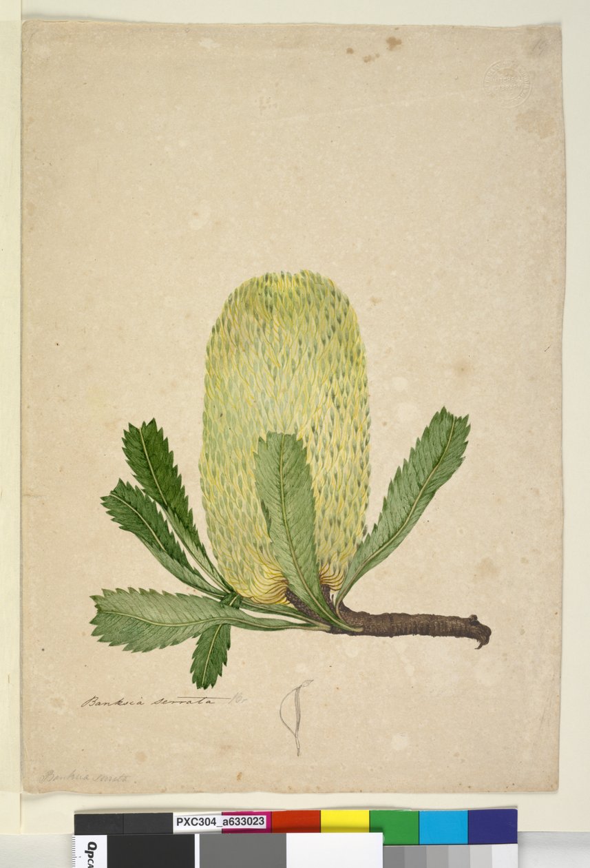 Sivu 19. Banksia serrata, n. 1803-06 (wc, kynä, muste ja kynä) tekijältä John William Lewin