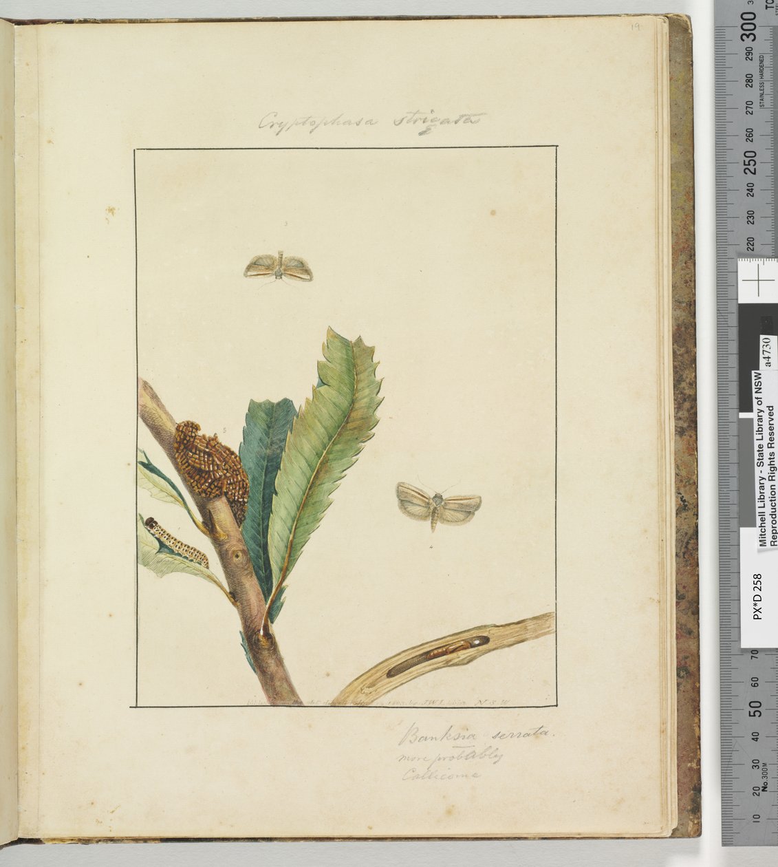 Sivu 19. Levy 5 Cryptophasa Strigata, 1803-04 (käsinväriset etsausprintit) tekijältä John William Lewin