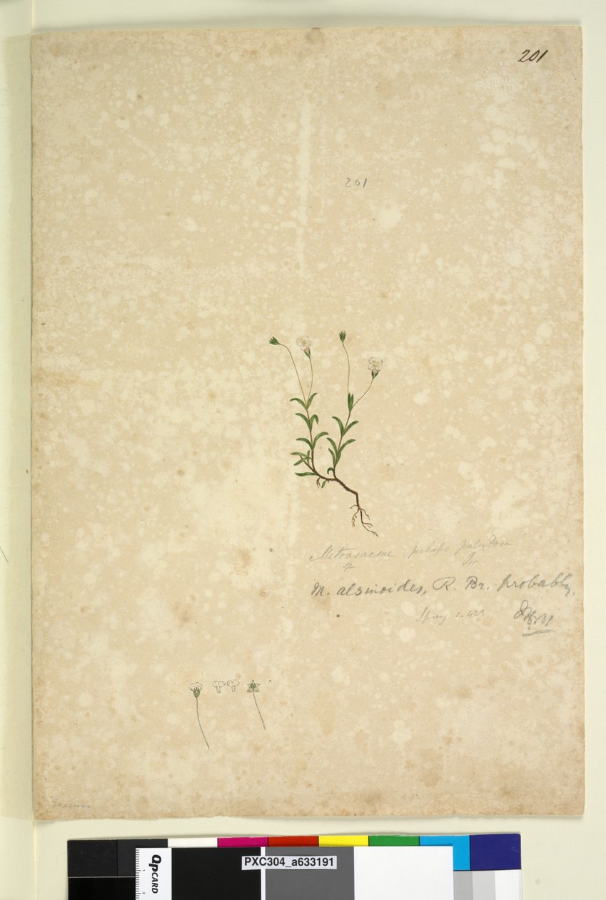 Sivu 201. Mitrasacme alsinoides, n. 1803-06 (wc, kynä, muste ja kynä) tekijältä John William Lewin