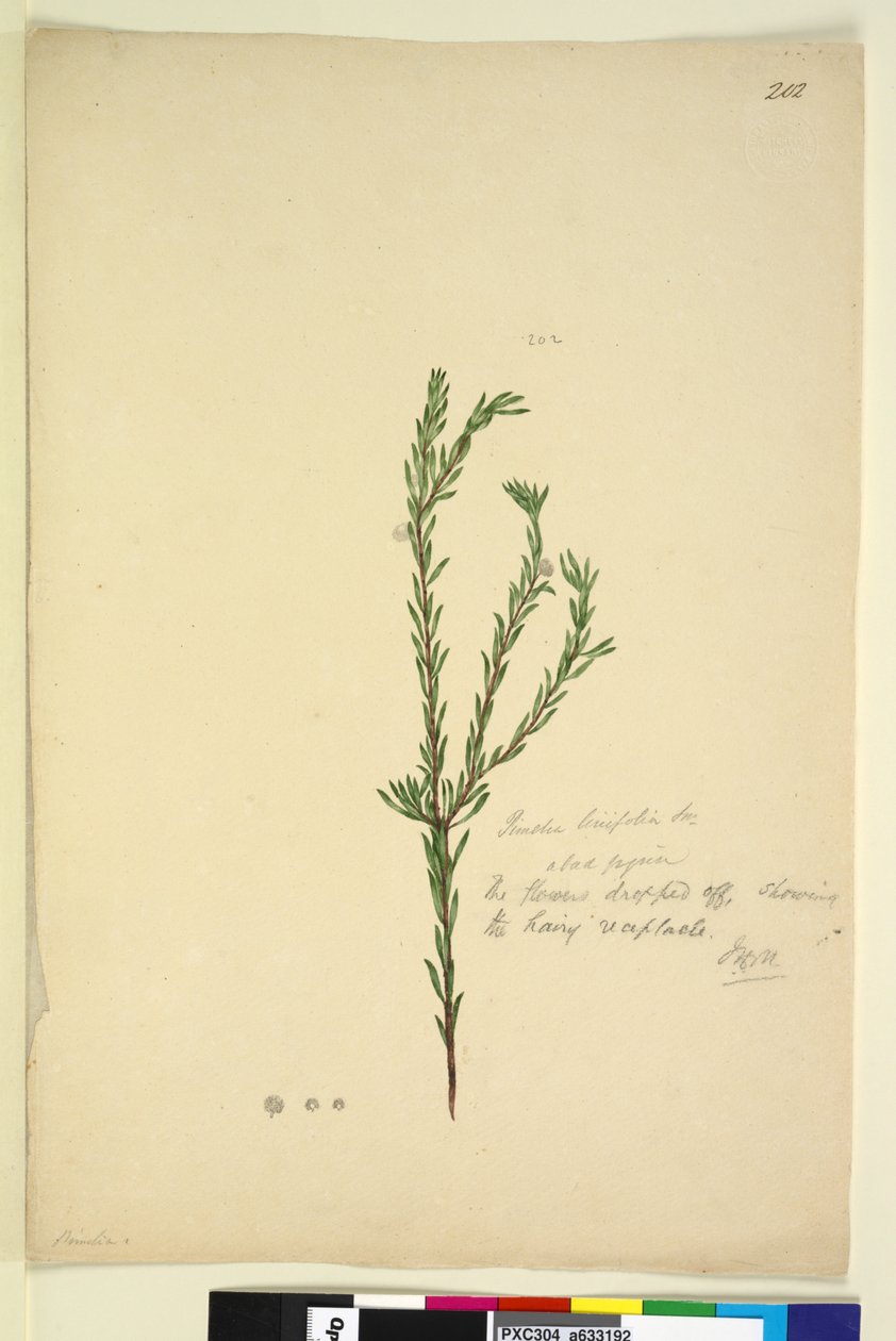 Sivu 202. Pimelia linifolia, n. 1803-06 (wc, kynä, muste ja kynä) tekijältä John William Lewin