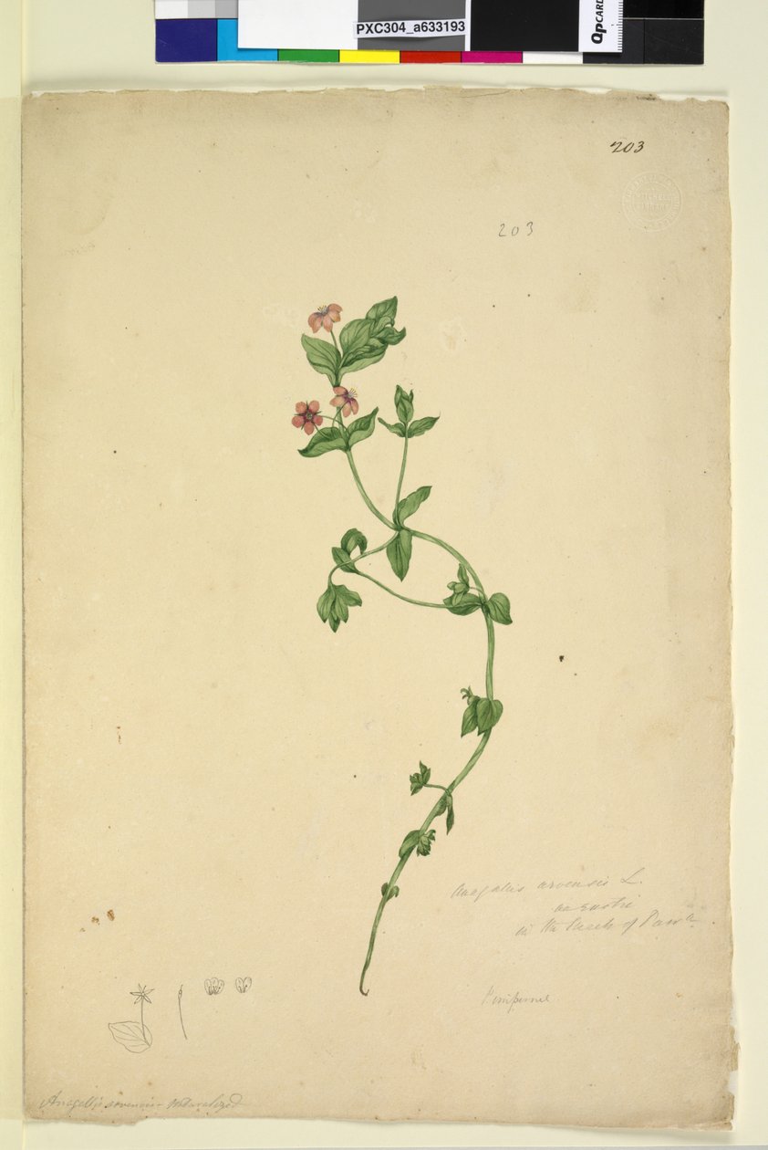Sivu 203. Anagallis arvenis, n. 1803-06 (wc, kynä, muste ja kynä) tekijältä John William Lewin