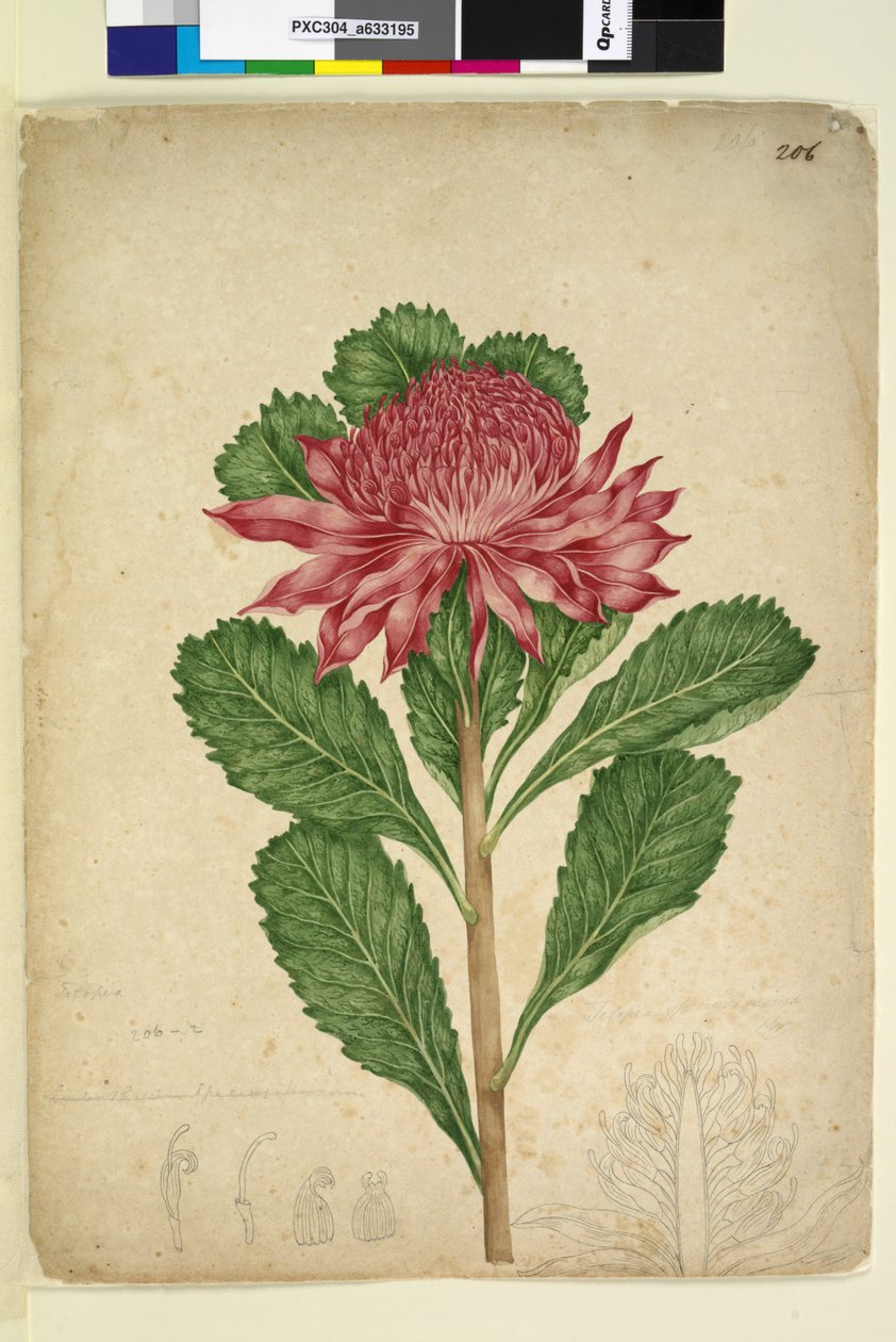 Sivu 206. Telopea speciosissima, n. 1803-06 (wc, kynä, muste ja kynä) tekijältä John William Lewin