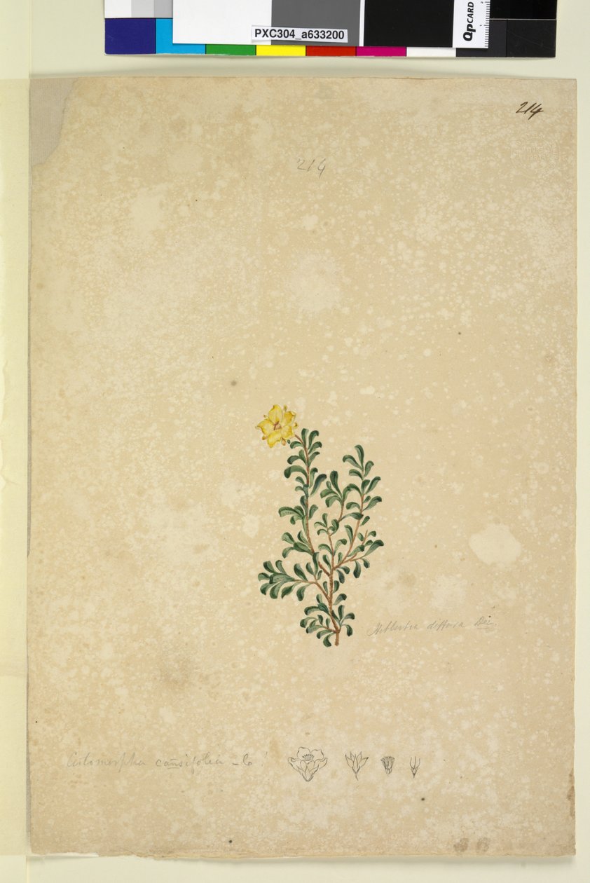 Sivu 214. Hibbertia diffusa, n. 1803-06 (wc, kynä, muste ja kynä) tekijältä John William Lewin
