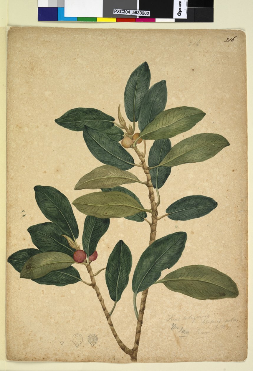 Sivu 216. Ficus rubiginosa, n. 1803-06 (wc, kynä, muste ja kynä) tekijältä John William Lewin