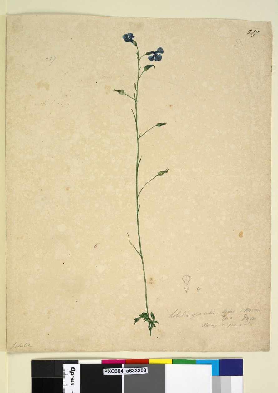 Sivu 217. Lobelia gracilis, n. 1803-06 (wc, kynä, muste ja kynä) tekijältä John William Lewin