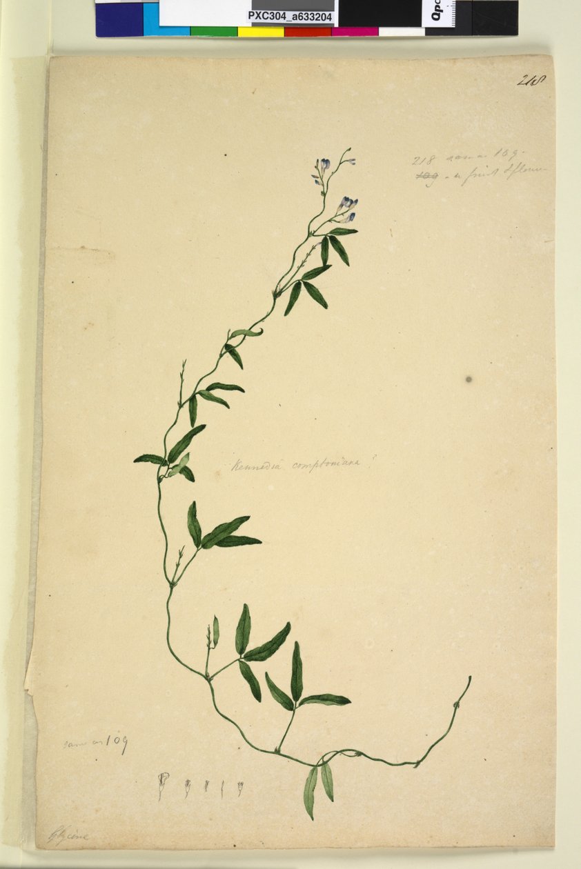 Sivu 218. Kennedia comptoniana Hardenbergia comptoniana, n. 1803-06 (wc, kynä, muste ja kynä) tekijältä John William Lewin