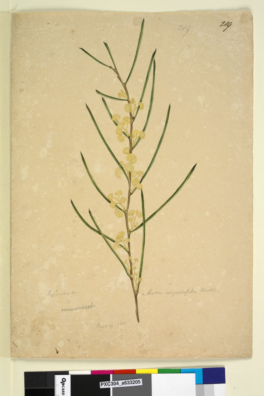 Sivu 219. Acacia angustifolia, n. 1803-06 (wc, kynä, muste ja kynä) tekijältä John William Lewin