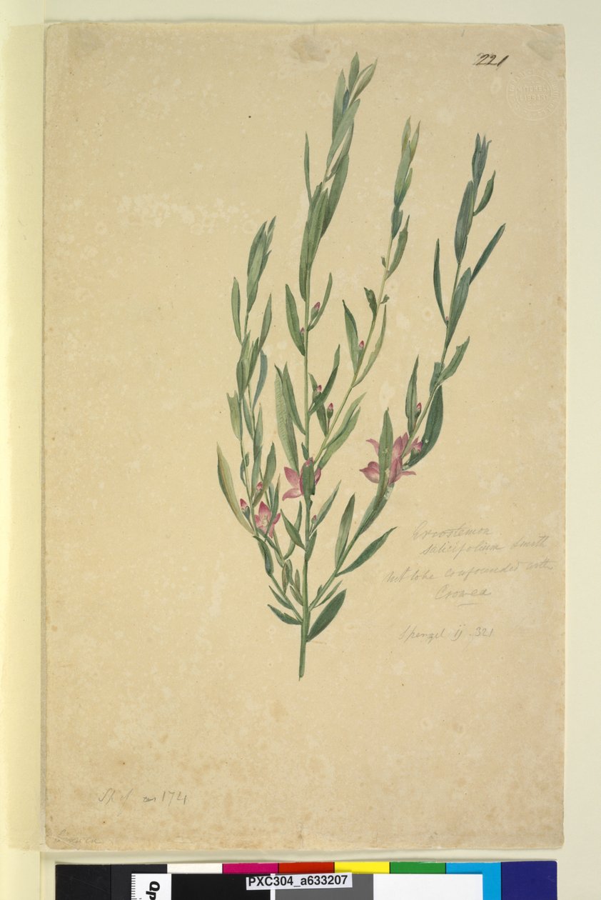 Sivu 221. Eriostemon, n. 1803-06 (wc, kynä, muste ja kynä) tekijältä John William Lewin