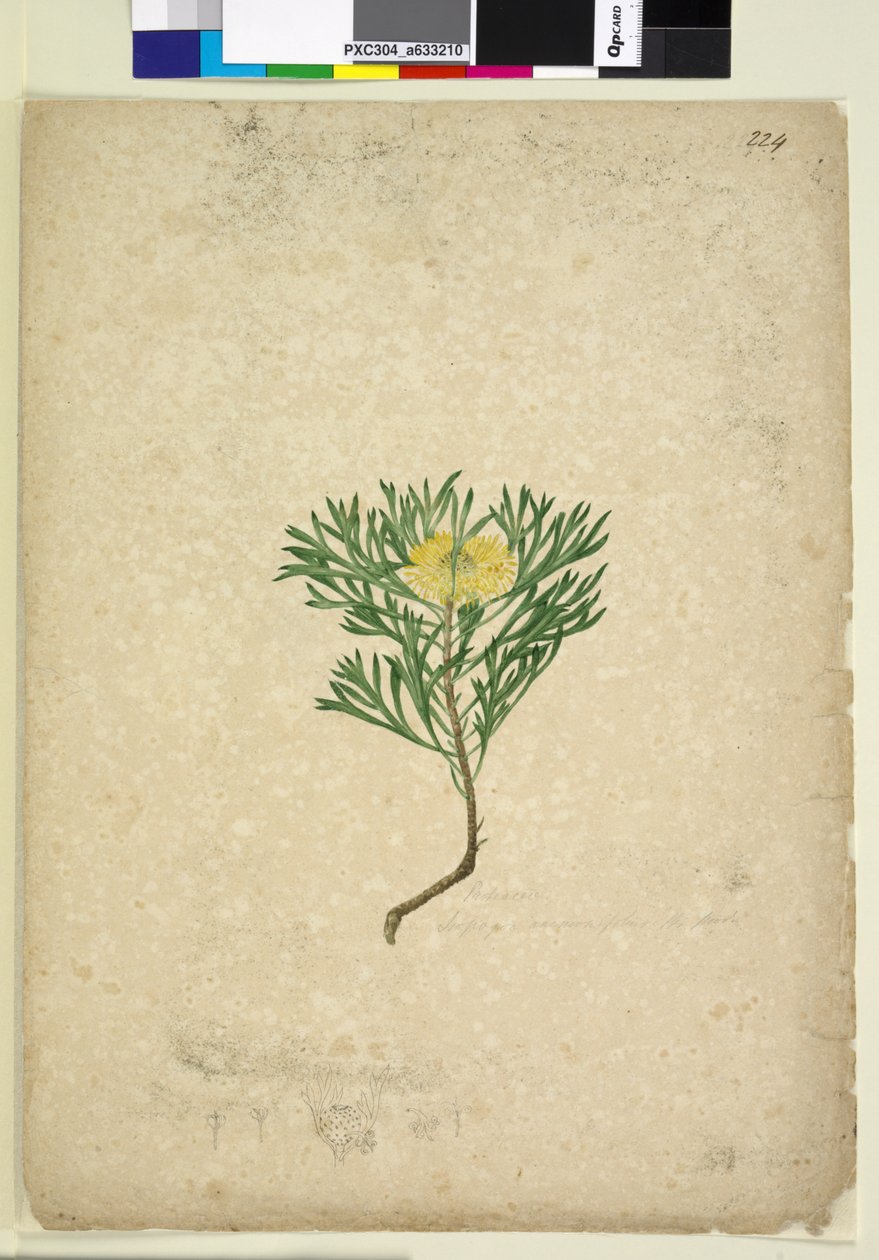 Sivu 224. Isopogon anemonifolius, n. 1803-06 (wc, kynä, muste ja kynä) tekijältä John William Lewin