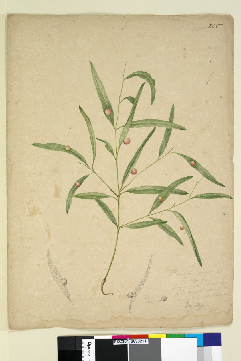 Sivu 225. Erään eukalyptuslajin haara, jossa on sappeja..., n. 1803-06 (wc, kynä, muste ja kynä) tekijältä John William Lewin