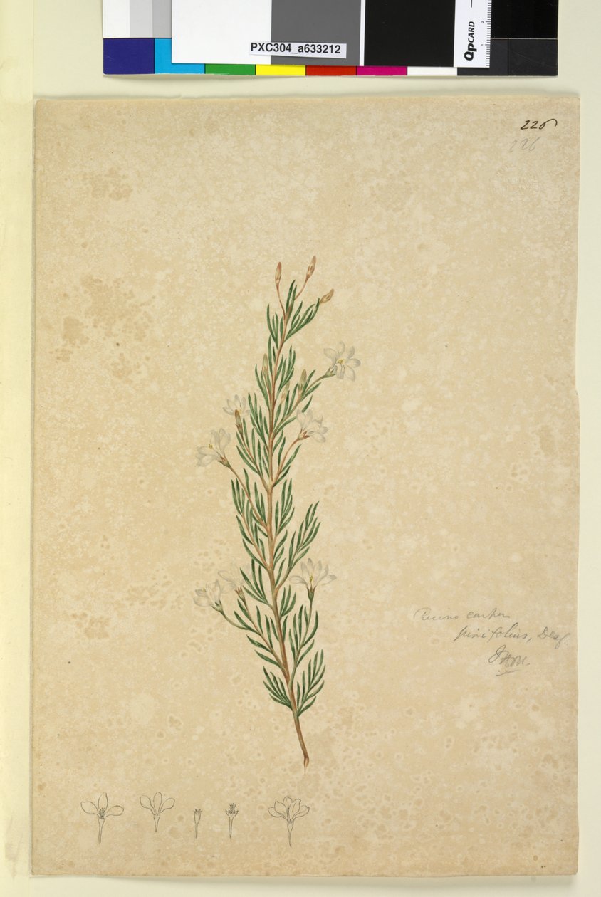 Sivu 226. Ricinocarpus pinifolius, n. 1803-06 (wc, kynä, muste ja kynä) tekijältä John William Lewin