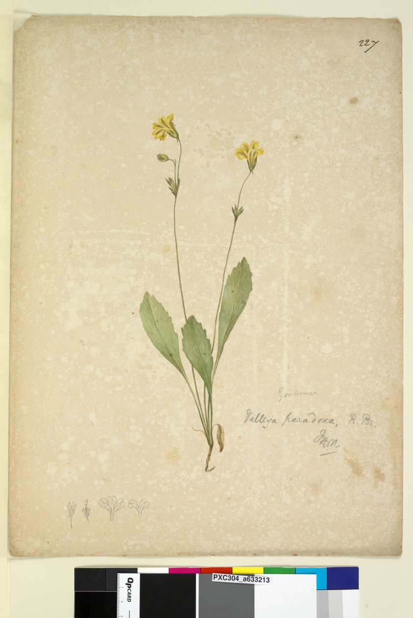 Sivu 227. Velleia paradoxa, n. 1803-06 (wc, kynä, muste ja kynä) tekijältä John William Lewin
