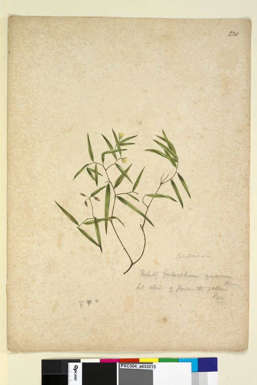 Sivu 230. Geitonoplesium cymosum, n. 1803-06 (wc, kynä, muste ja kynä) tekijältä John William Lewin