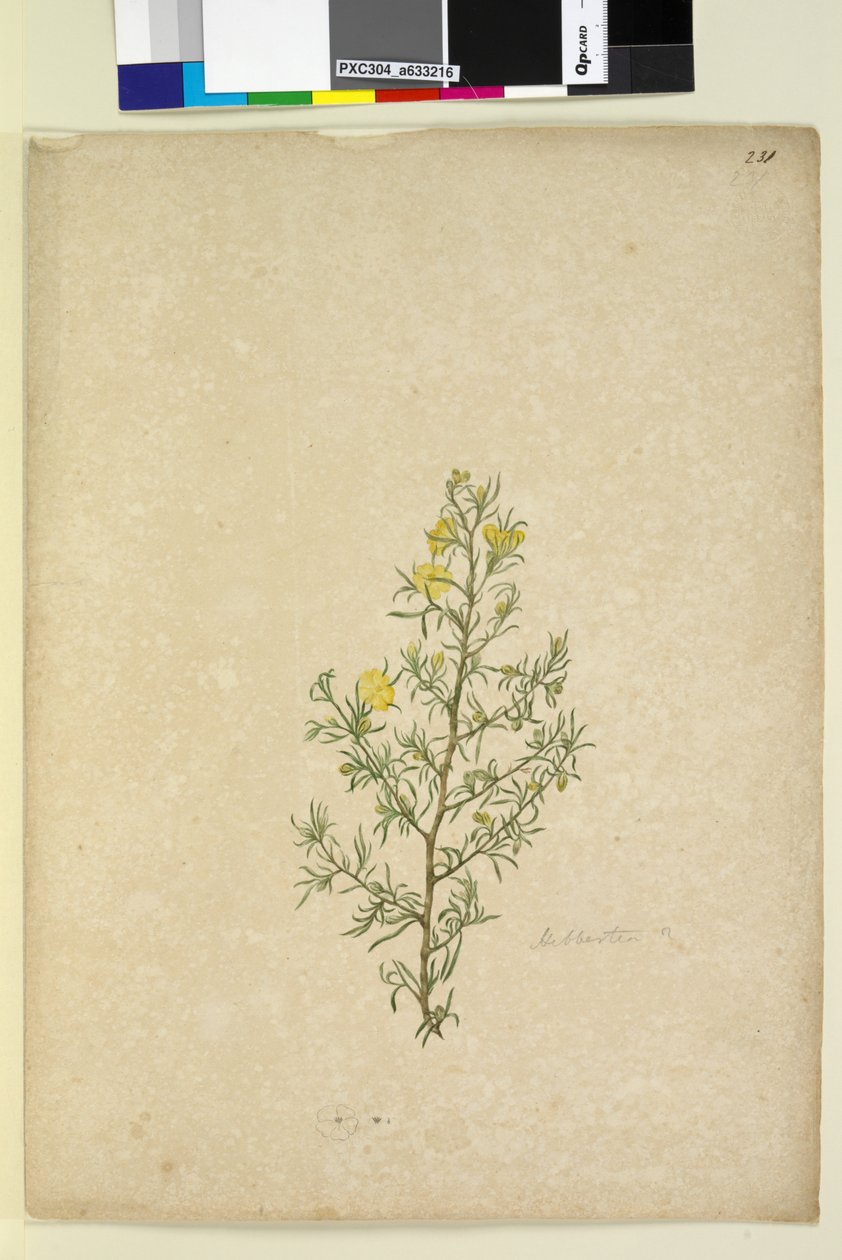 Sivu 231. Hibbertia sp, c.1803-06 (wc, kynä, muste ja kynä) tekijältä John William Lewin