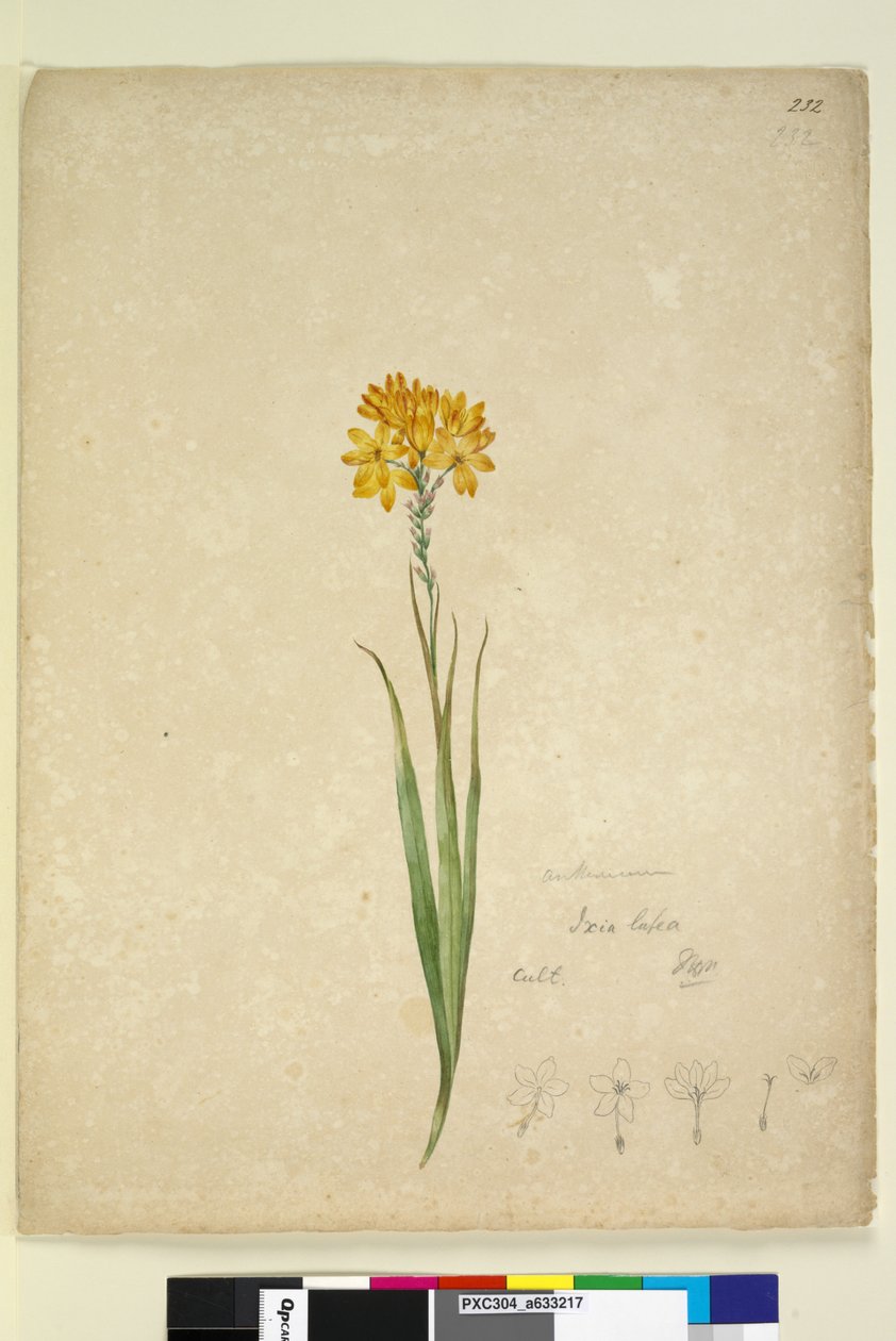 Sivu 232. Ixia lutea, n. 1803-06 (wc, kynä, muste ja kynä) tekijältä John William Lewin