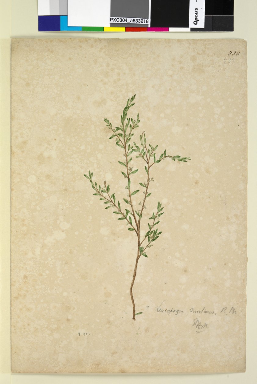 Sivu 233. Leucopogon, n. 1803-06 (wc, kynä, muste ja kynä) tekijältä John William Lewin