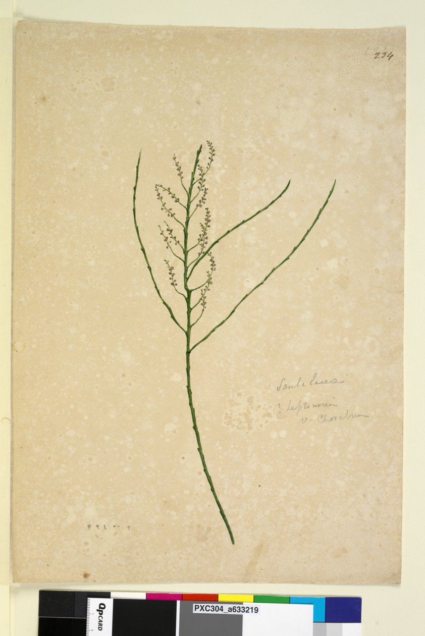 Sivu 234. Leptomeria, n. 1803-06 (wc, kynä, muste ja kynä) tekijältä John William Lewin