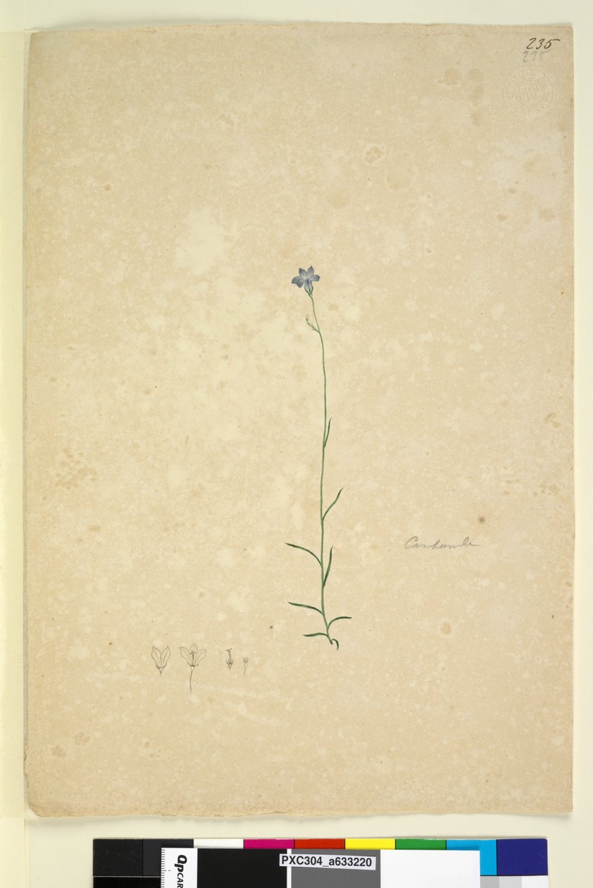 Sivu 235. Campanula, n. 1803-06 (wc, kynä, muste ja kynä) tekijältä John William Lewin