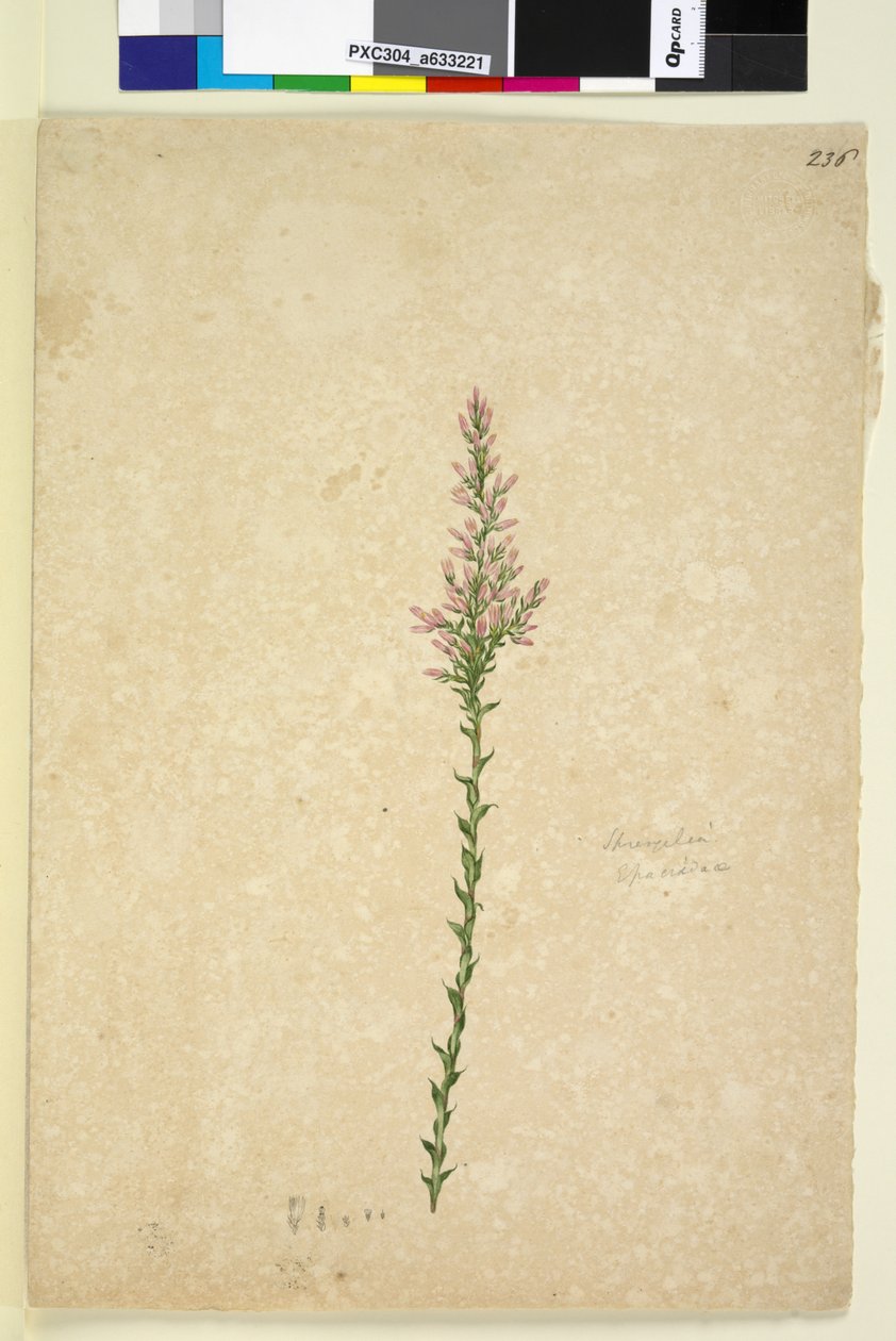 Sivu 236. Sprengelia, n. 1803-06 (wc, kynä, muste ja kynä) tekijältä John William Lewin
