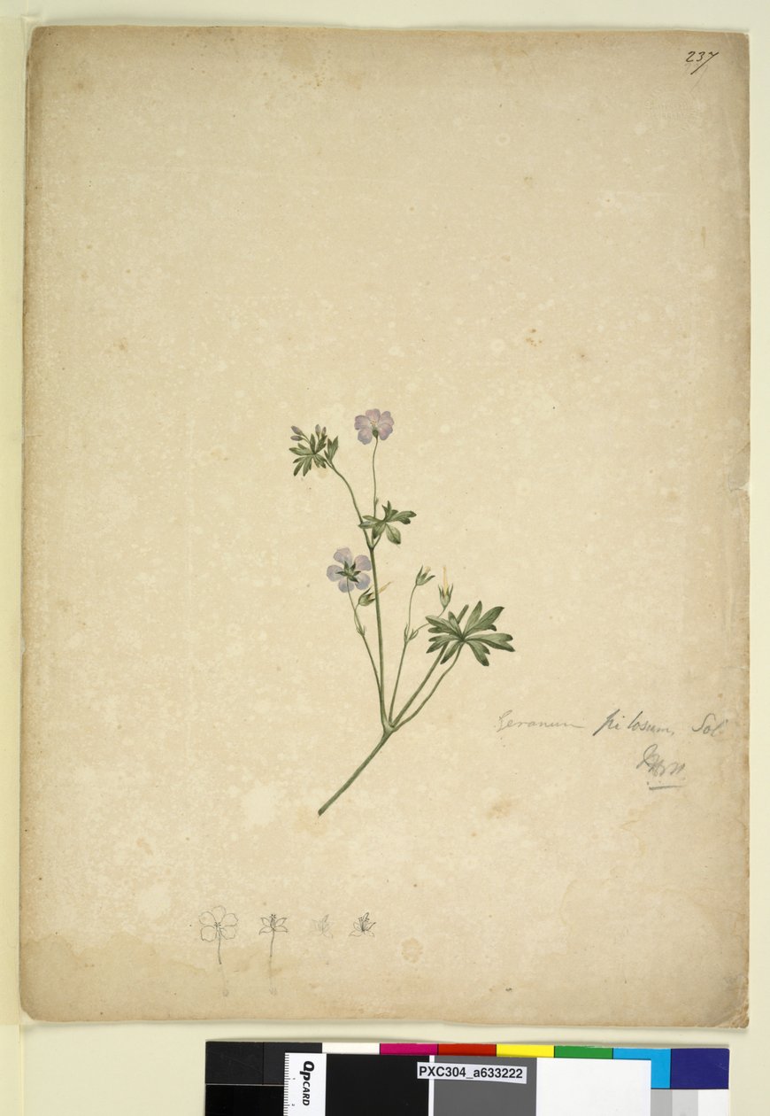 Sivu 237. Geranium pilosum, n. 1803-06 (wc, kynä, muste ja kynä) tekijältä John William Lewin