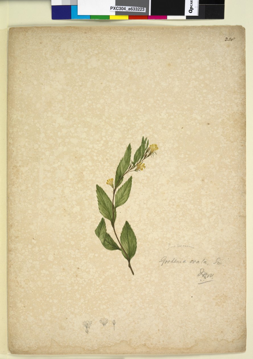 Sivu 238. Goodenia ovata, n. 1803-06 (wc, kynä, muste ja kynä) tekijältä John William Lewin