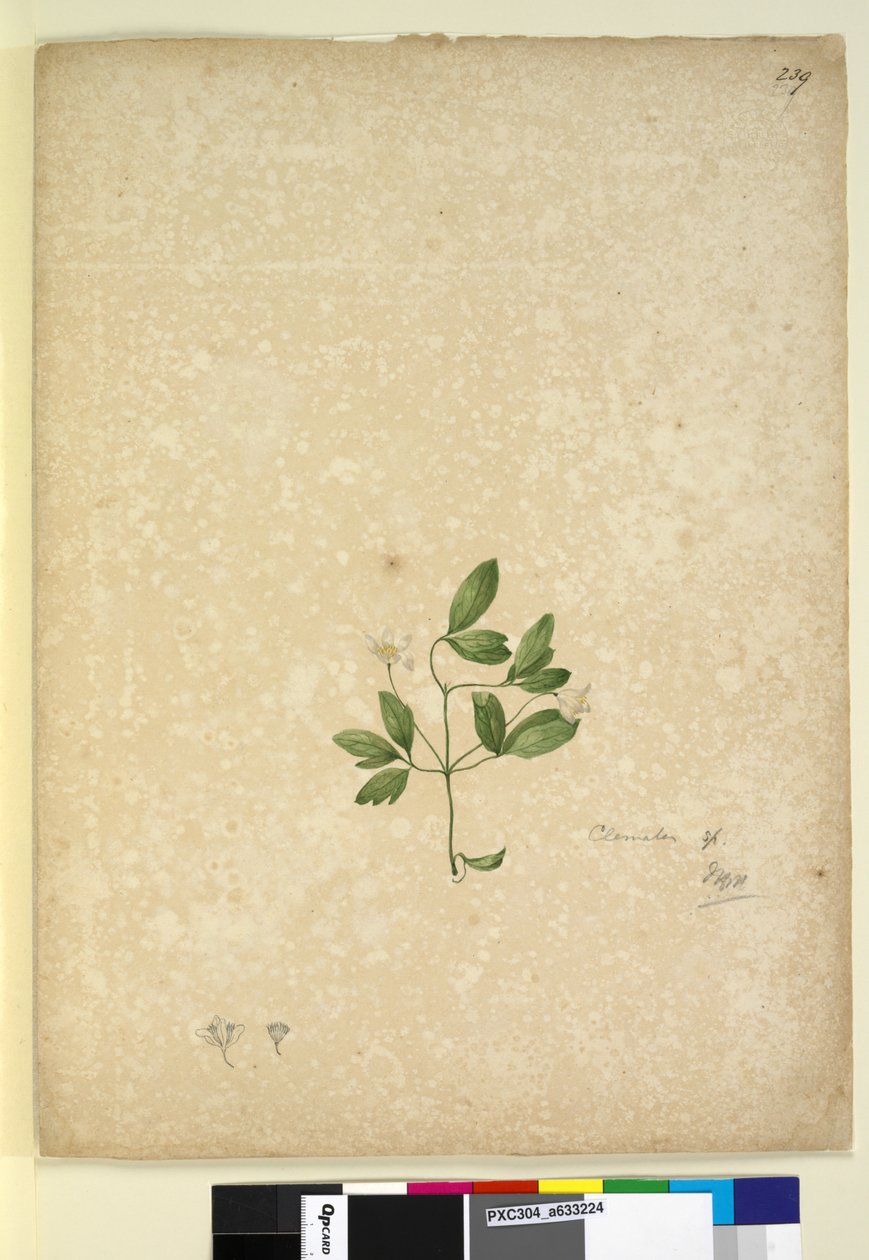 Sivu 239. Clematis, n. 1803-06 (wc, kynä, muste ja kynä) tekijältä John William Lewin