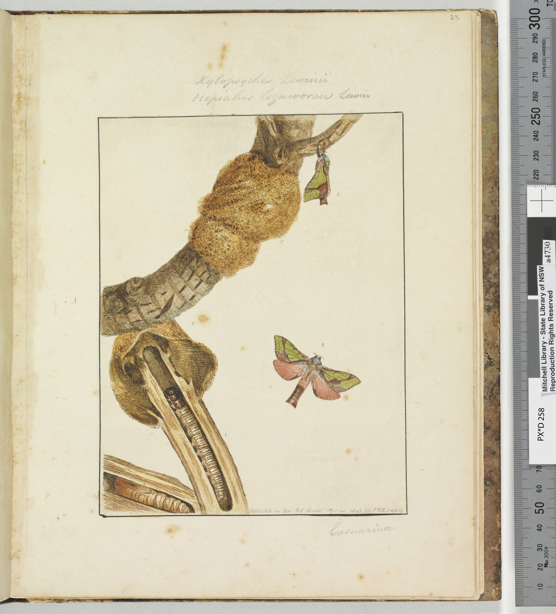 Sivu 23 Levy 6 Xylopsyche Lewinni Hepialus Ligniveren Lewin, 1803-04 (käsinväriset etsausprintit) tekijältä John William Lewin