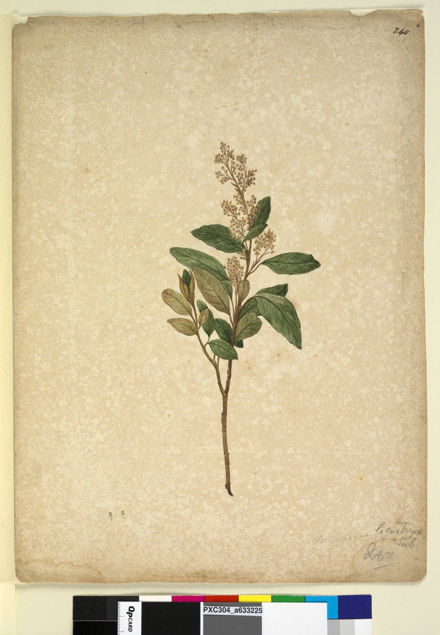 Sivu 240. Pomaderris ligustrina, n. 1803-06 (wc, kynä, muste ja kynä) tekijältä John William Lewin