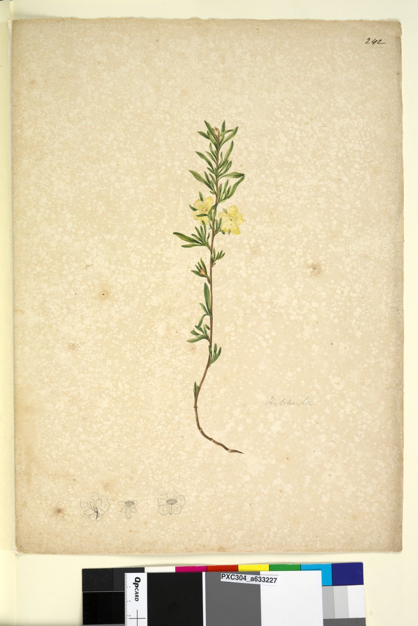 Sivu 242. Hibberta, n. 1803-06 (wc, kynä, muste ja kynä) tekijältä John William Lewin