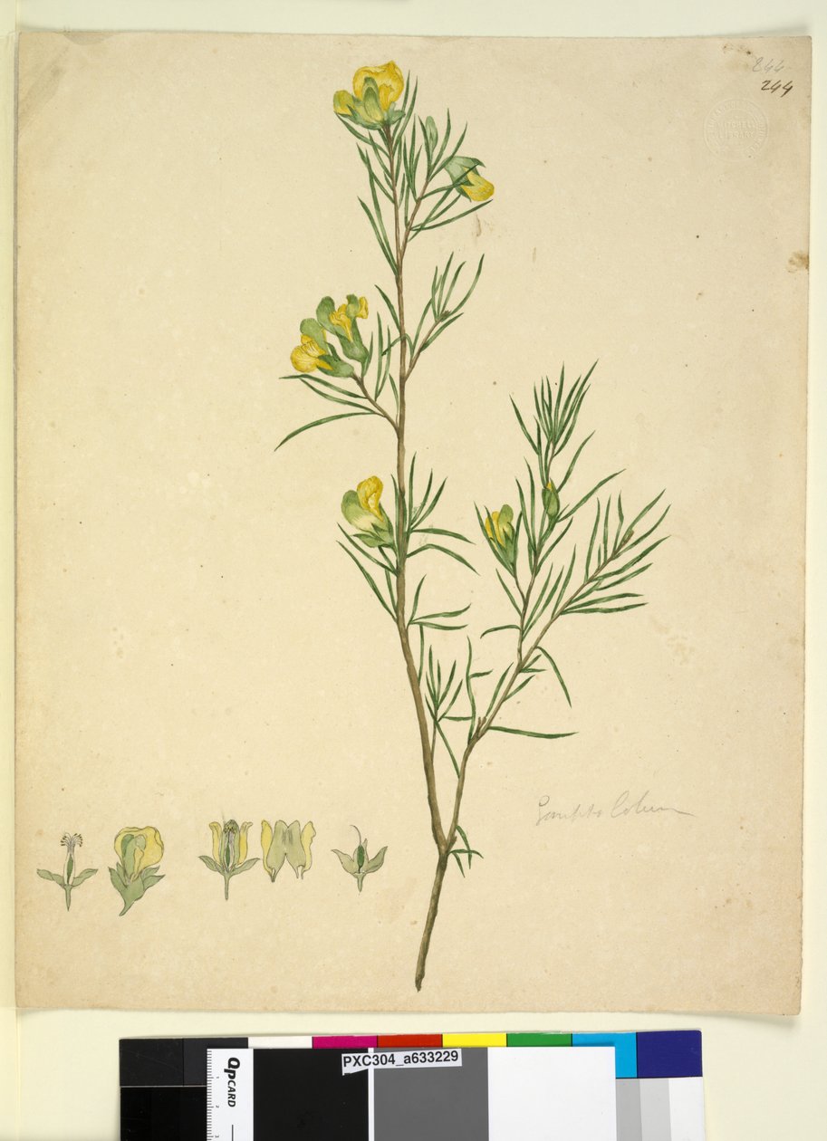 Sivu 244. Gompholobium, n. 1803-06 (wc, kynä, muste ja kynä) tekijältä John William Lewin