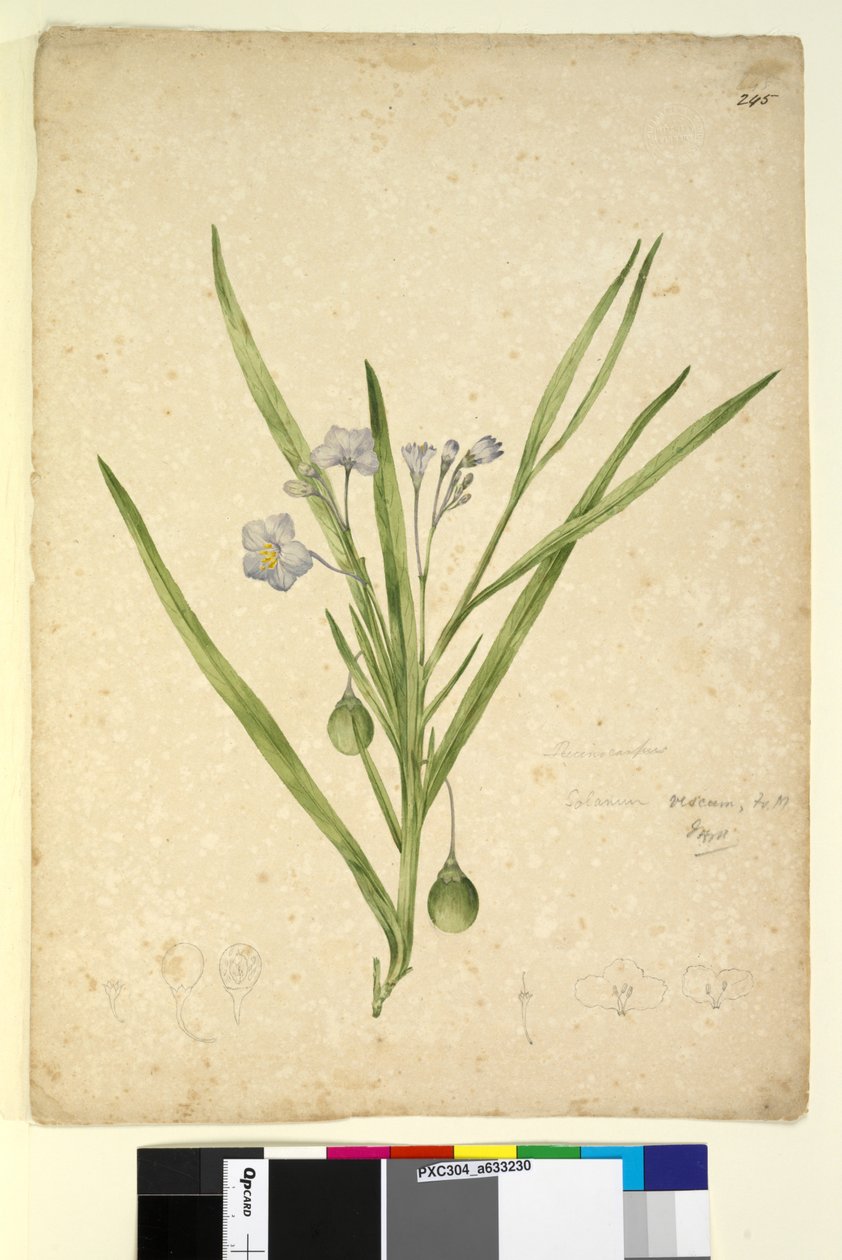 Sivu 245. Solanum vescum, c.1803-06 (wc, kynä, muste ja kynä) tekijältä John William Lewin
