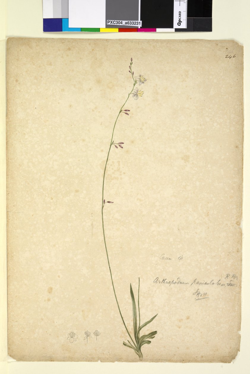 Sivu 246. Arthropodium paniculatum, n. 1803-06 (wc, kynä, muste ja kynä) tekijältä John William Lewin